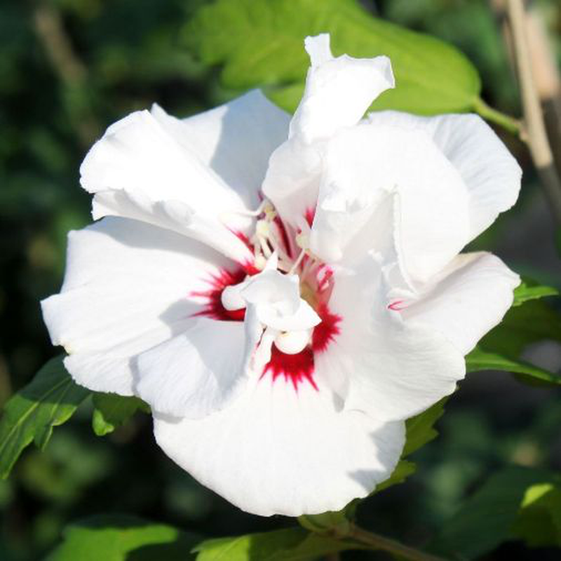 HIBISCUS IBISCO SYRIACUS  BIANCO SPECIOSUS IN VASO 19CM