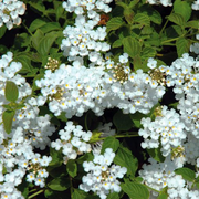 LANTANA SELLOWIANA BIANCA VASO 15CM