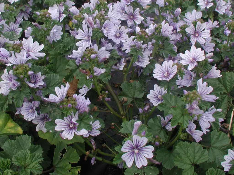 MALVA MARINA IN VASO 19CM