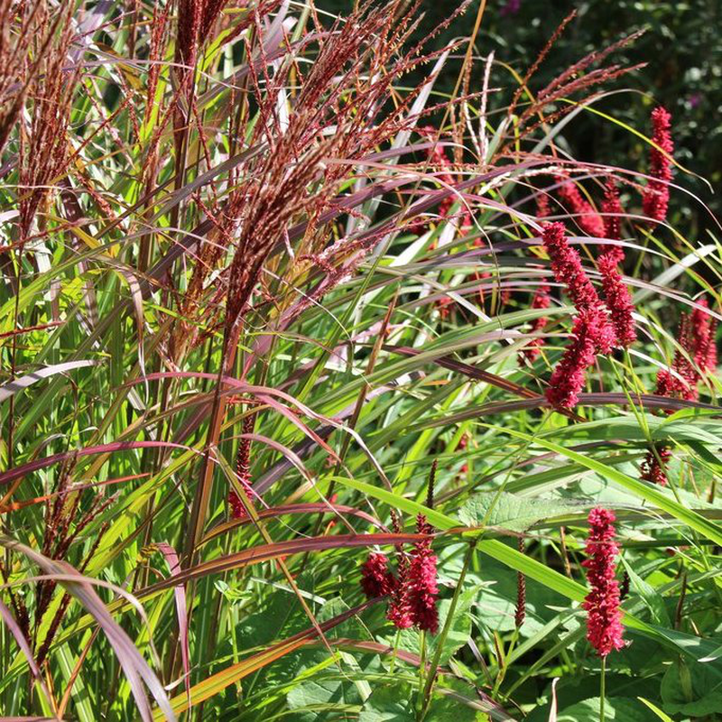 MISCANTHUS SINENSIS FERNER OSTEN VASO 17CM