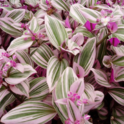 TRADESCANTIA PINK VASO 10.5CM