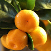 CALAMONDINO MANDARINO NANO IN VASO 15CM