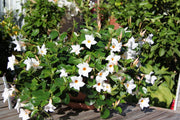 6 PIANTE DI DIPLADENIA BIANCA VASO 14CM