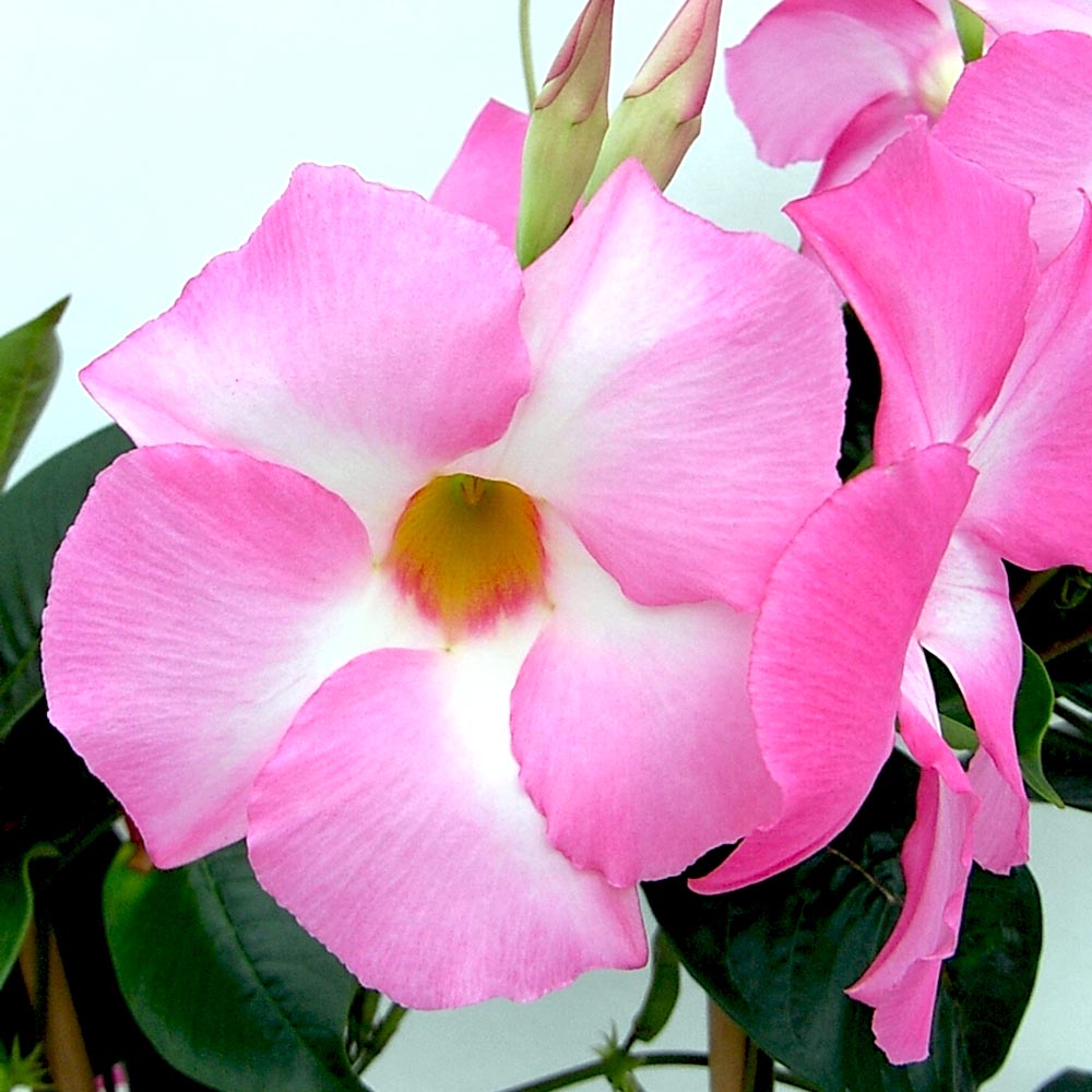 MANDEVILLA COSMOS IN VASO DA 18CM COLORI ASSORTITI
