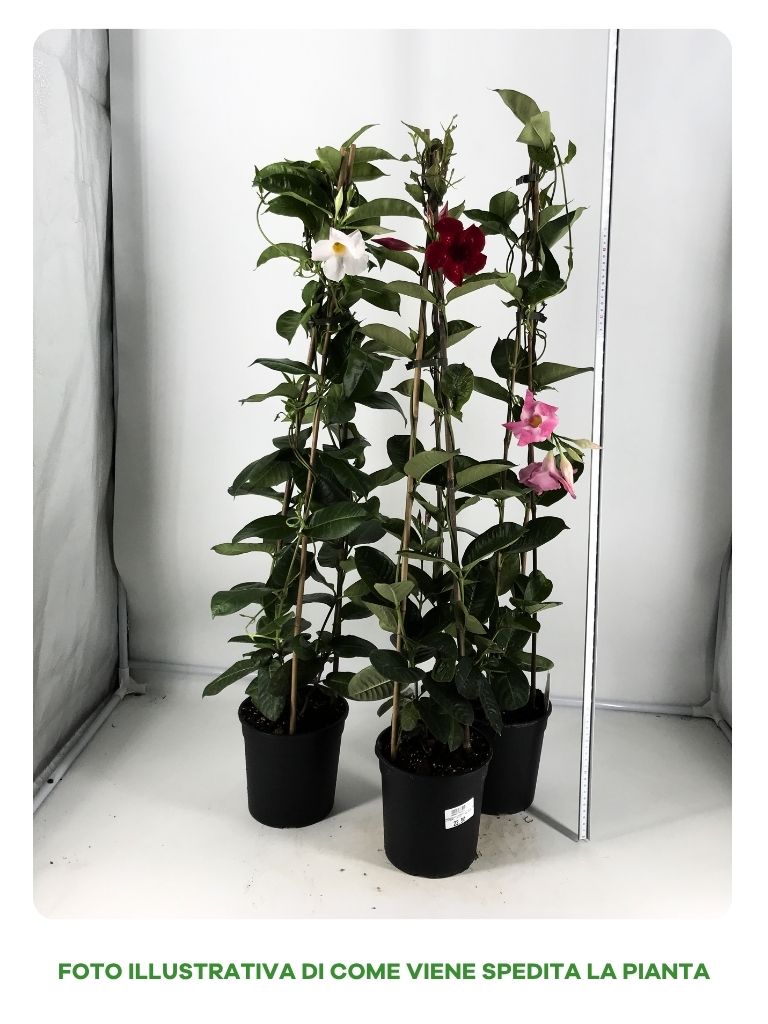 MANDEVILLA COSMOS IN VASO DA 18CM COLORI ASSORTITI
