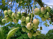 MANGIFERA INDICA MANGO IN VASO 17CM