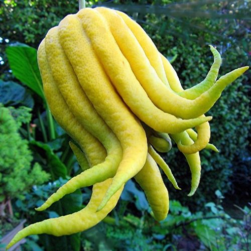 CEDRO MANO DI BUDDHA IN VASO 20CM