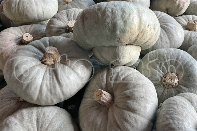 3 PIANTE IN VASO Ø10CM ZUCCA MANTOVANA O CAPPELLO DEL PRETE