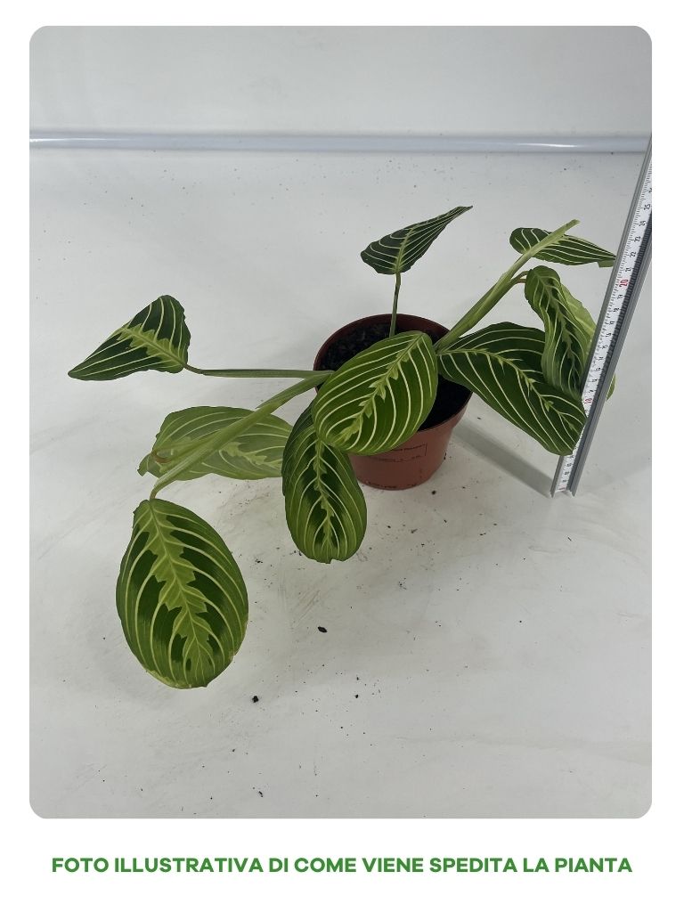 MARANTHA LEUCONEURA IN VASO 12CM