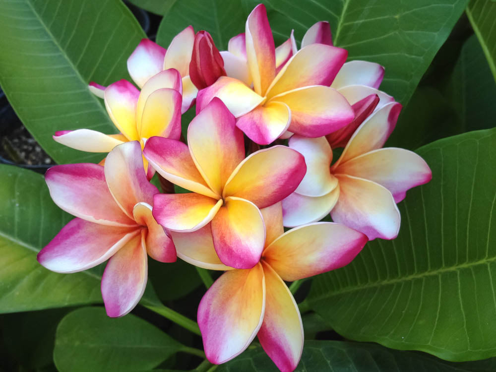 PLUMERIA POMELIA IN VASO 20CM