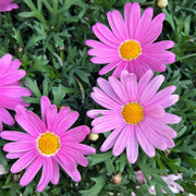 MARGHERITA ROSA VASO 19CM