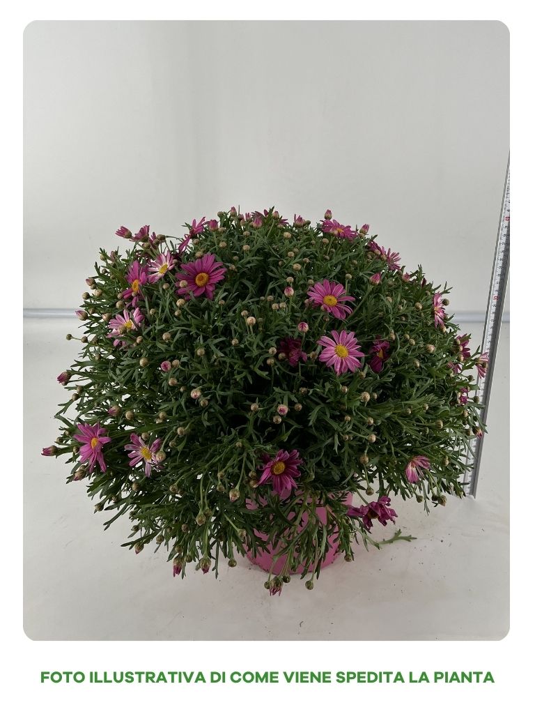 MARGHERITA ROSA VASO 19CM