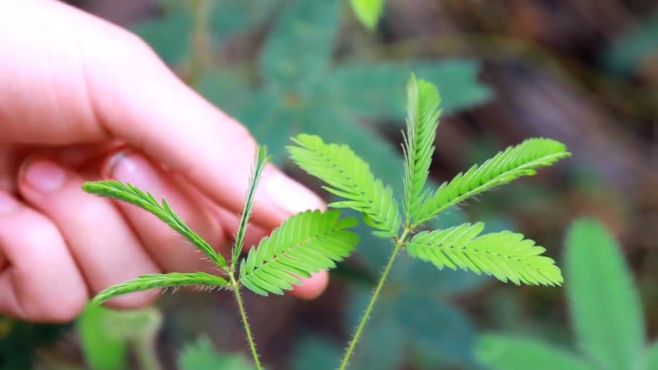MIMOSA PUDICA SENSITIVA VASO 9CM