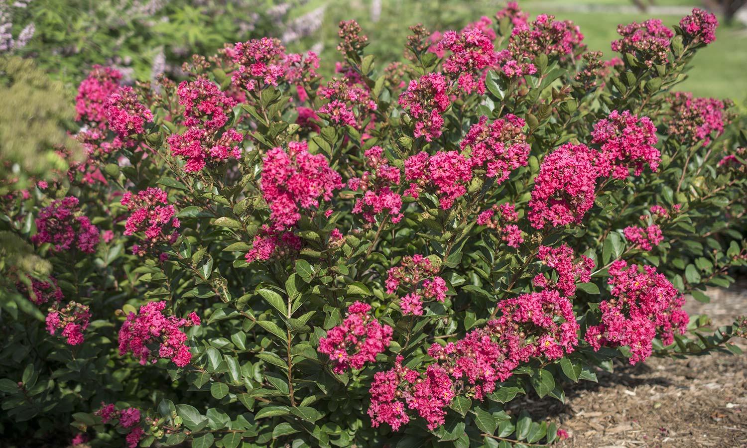 LAGERSTROEMIA INDICA RASPBERRY ALL THE BEST VASO 18CM