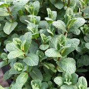 MENTA  MAROCCHINA IN VASO 14CM