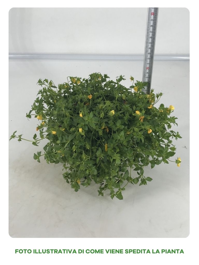 MERCADONIA IN VASO DA 14CM