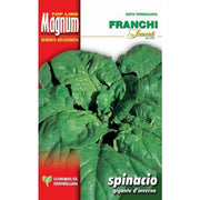 SEMI SPINACIO GIGANTE D'INVERNO