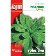 SEMI VALERIANA D'OLANDA SEME GROSSO BUSTA MAGNUM