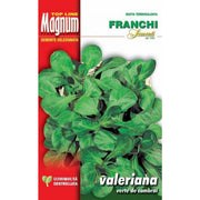 SEMI VALERIANA VERTE DE CAMBRAI BUSTA MAGNUM