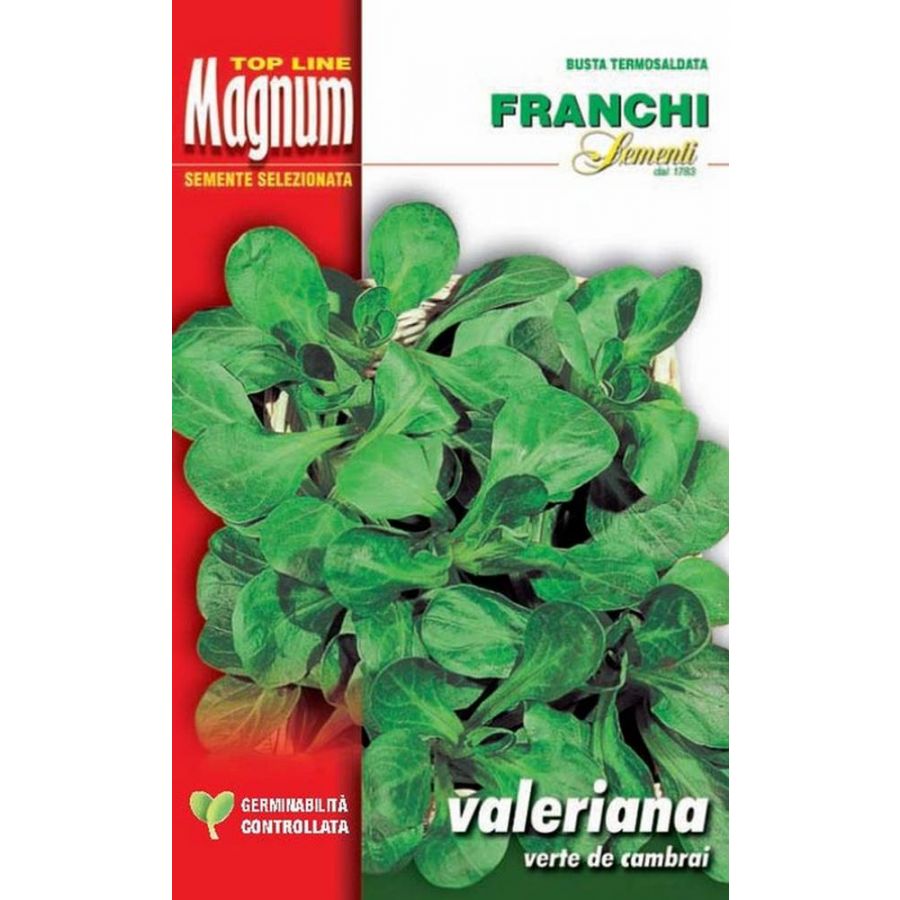 SEMI VALERIANA VERTE DE CAMBRAI BUSTA MAGNUM