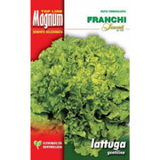 SEMI LATTUGA GENTILINA BUSTA MAGNUM