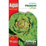 SEMI LATTUGA REGINA DI MAGGIO BUSTA MAGNUM