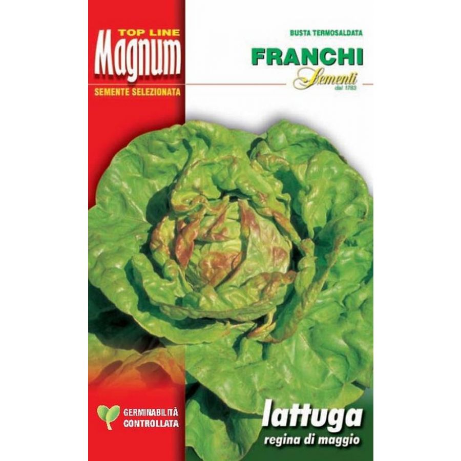 SEMI LATTUGA REGINA DI MAGGIO BUSTA MAGNUM