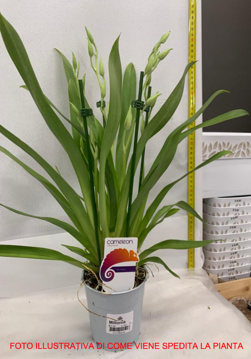 ORCHIDEA MILTONIA VASO 12CM ALTEZZA 50CM COLORI ASSORTITI