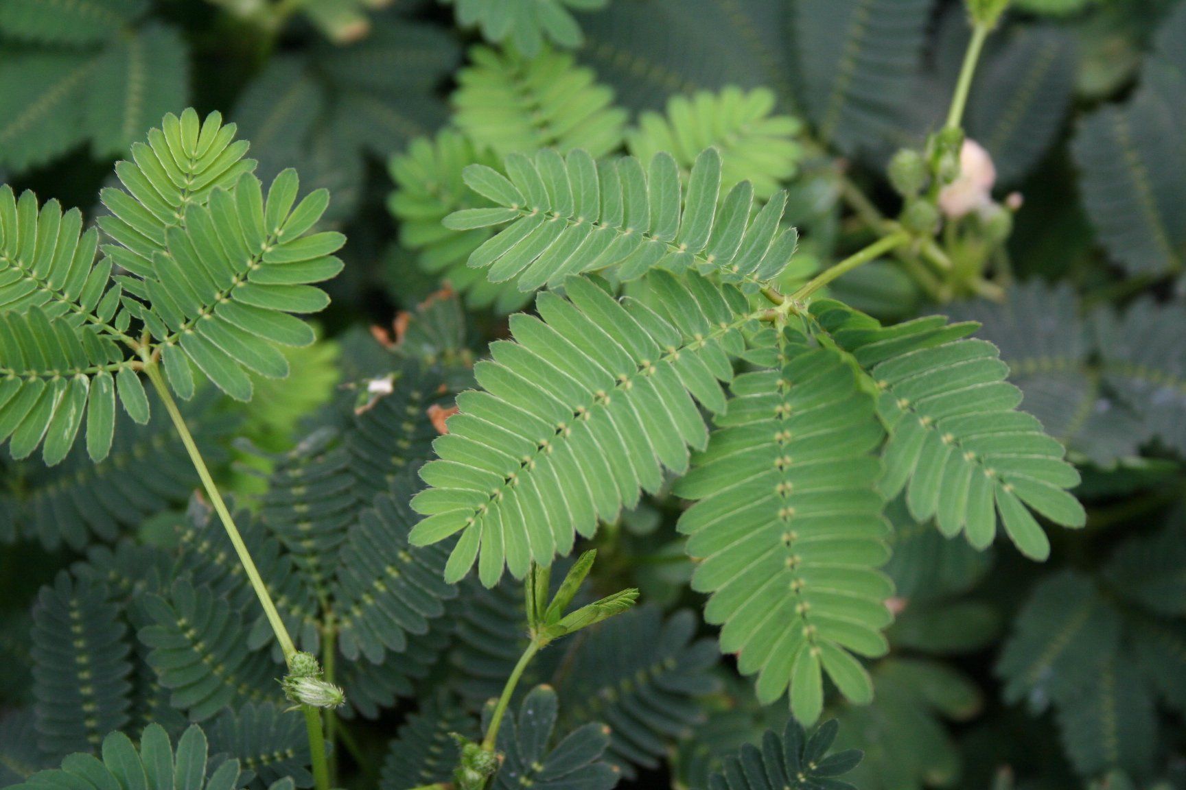 MIMOSA PUDICA SENSITIVA VASO 9CM