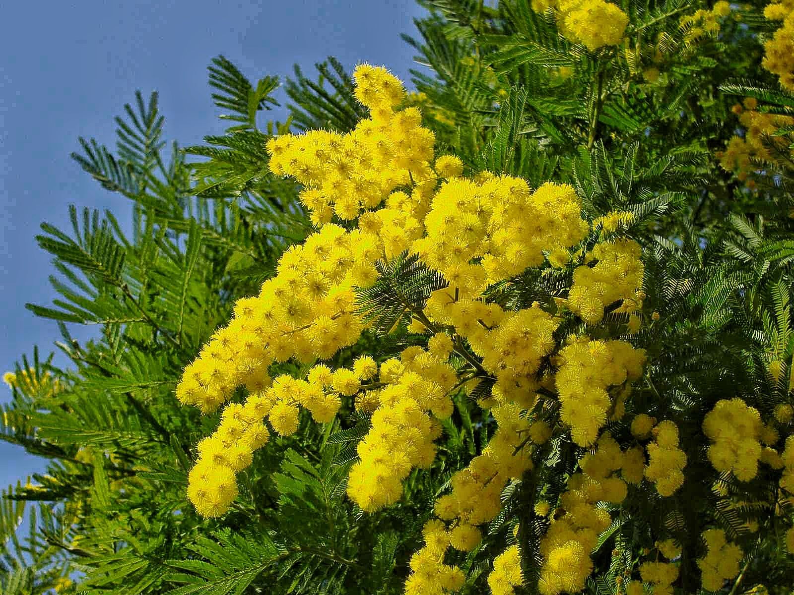 MIMOSA ACACIA DEALBATA IN VASO 20CM H70CM