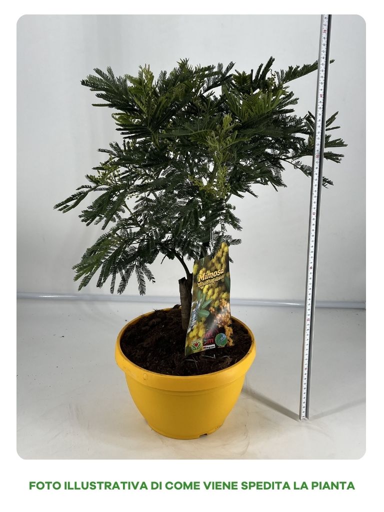 MIMOSA DEALBATA GAULOISE IN CIOTOLA 25CM