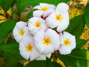 PLUMERIA POMELIA MINI WHITE IN VASO 18CM