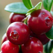 MIRTILLO AMERICANO VACCINIUM MACROCARPON EARLY BLACK, VASO 15CM