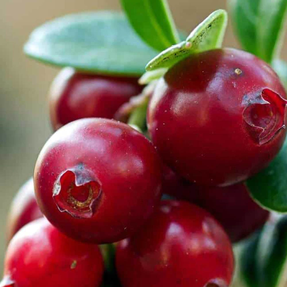 MIRTILLO AMERICANO VACCINIUM MACROCARPON EARLY BLACK, VASO 15CM
