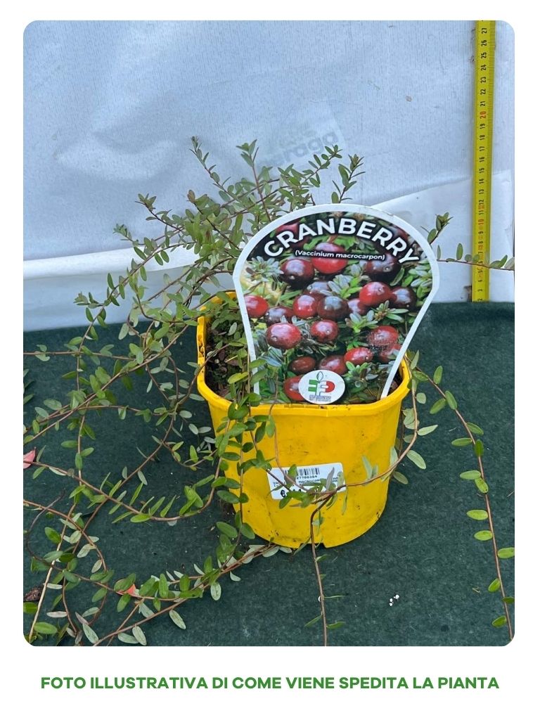 MIRTILLO AMERICANO VACCINIUM MACROCARPON EARLY BLACK, VASO 15CM