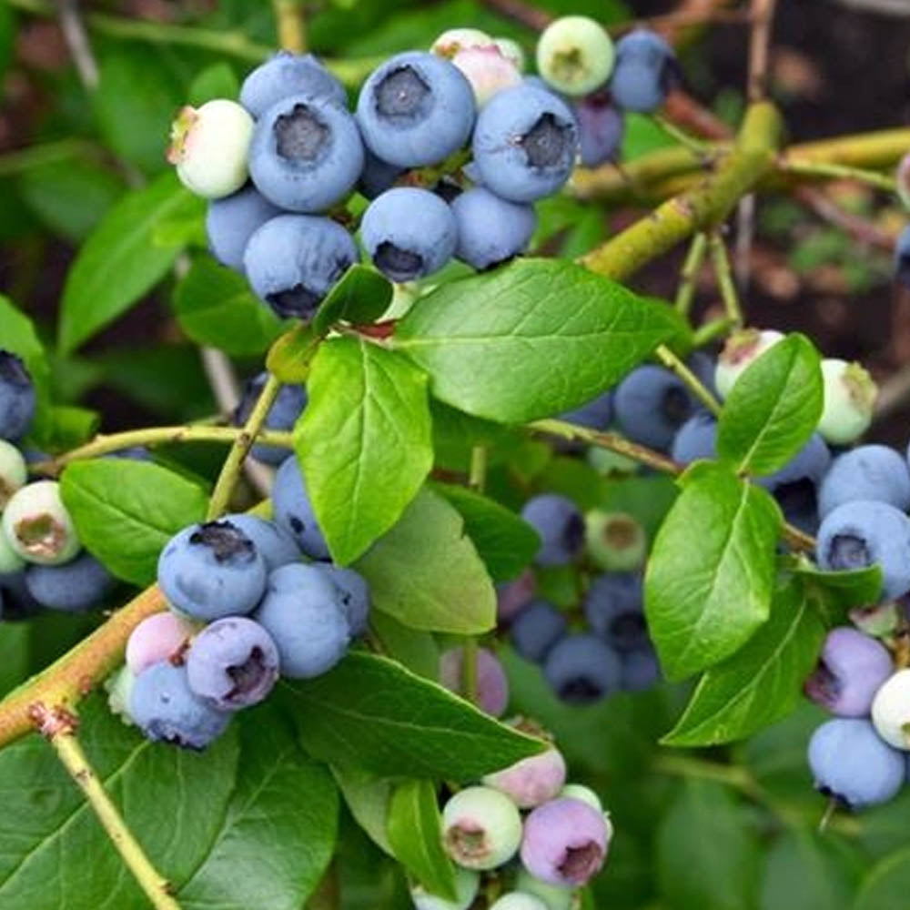 MIRTILLO AMERICANO VACCINIUM NEW HANOVER, VASO 17CM