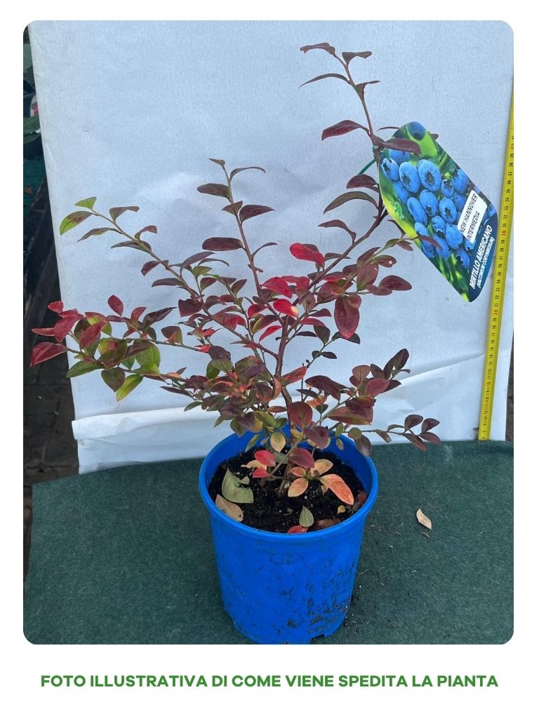 MIRTILLO AMERICANO VACCINIUM NEW HANOVER, VASO 17CM