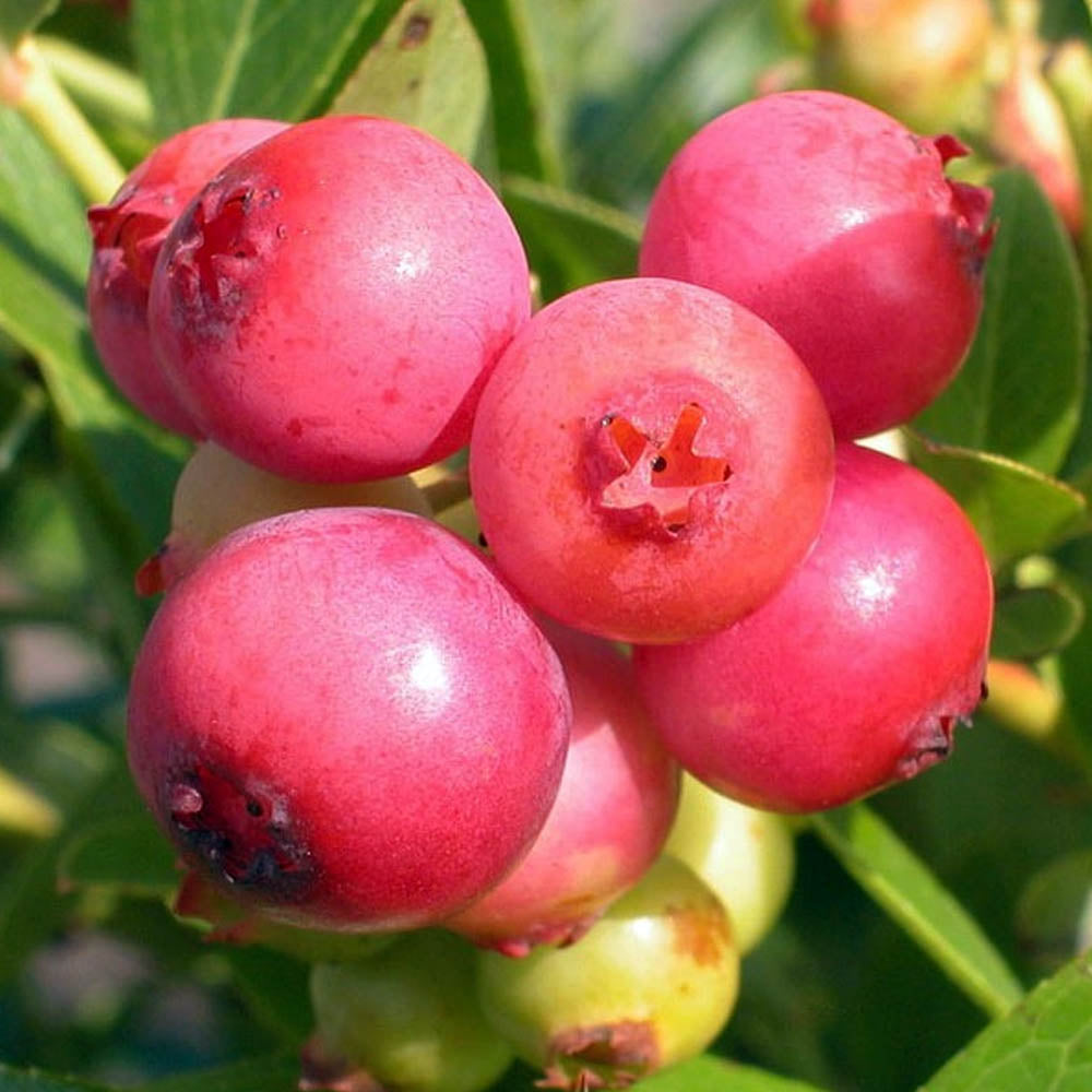 MIRTILLO ROSA PINK BERRY IN VASO 17CM