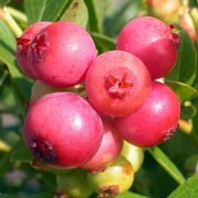 MIRTILLO ROSA PINK BERRY IN VASO 17CM