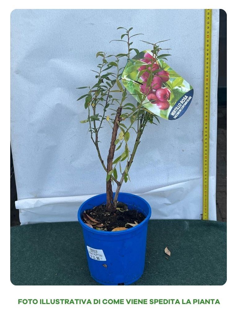 MIRTILLO ROSA PINK BERRY IN VASO 17CM