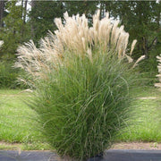 MISCANTHUS SINENSIS GRACILLIMUS VASO 19CM
