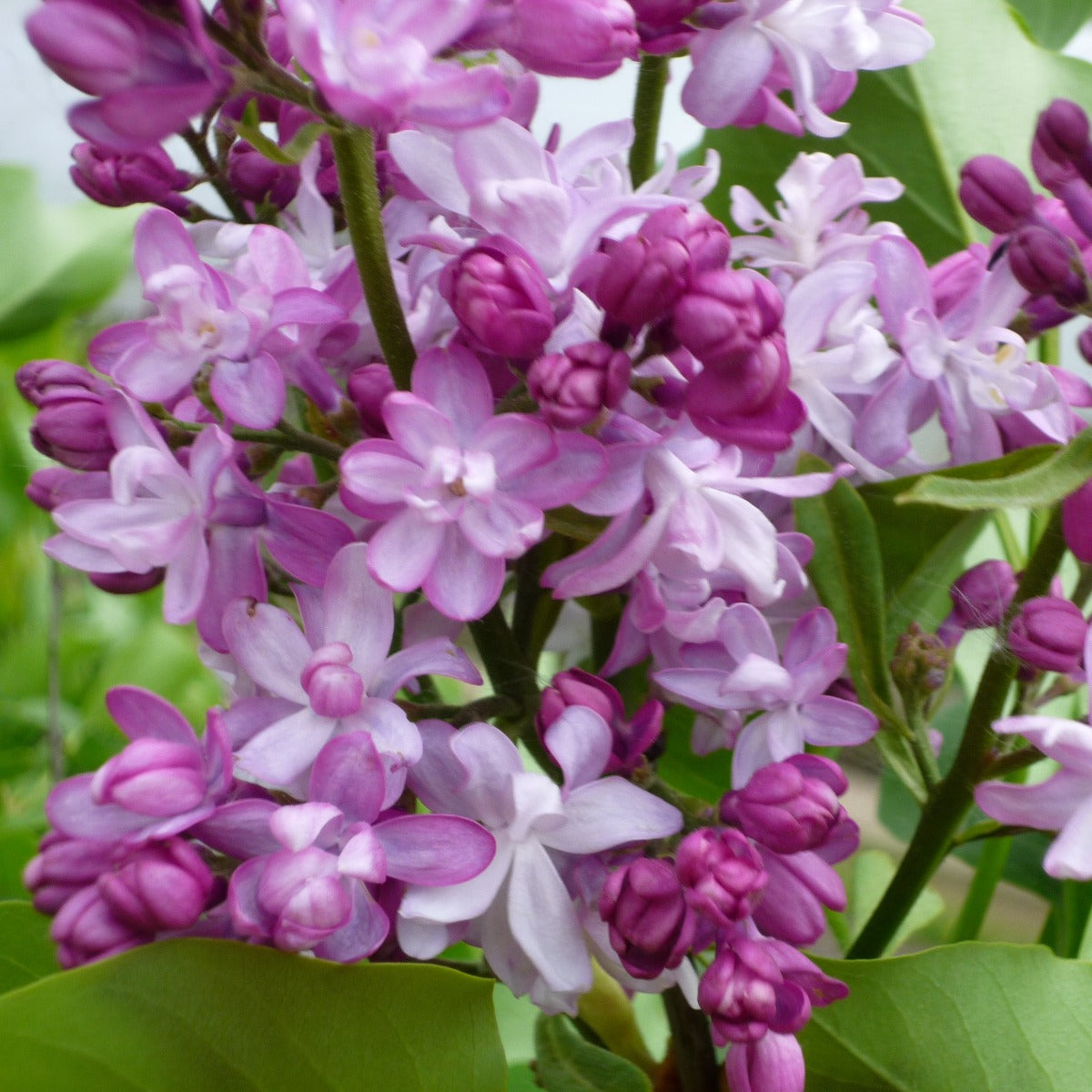 SYRINGA VULGARIS LILLA ANTOINE BUCHNER IN VASO 26CM