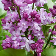 SYRINGA VULGARIS LILLA ANTOINE BUCHNER IN VASO 21CM