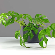 MONSTERA MINIMA VASO 13CM