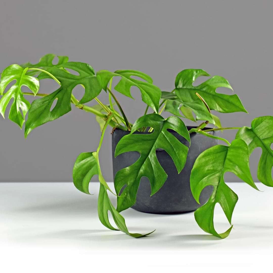 MONSTERA MINIMA VASO 12CM