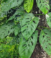 MONSTERA ADANSONII IN VASO DA 20CM