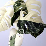 MONSTERA DELICIOSA SUPER IN VASO DA 15CM EDIZIONE LIMITATA SOLO 9 ESEMPLARI