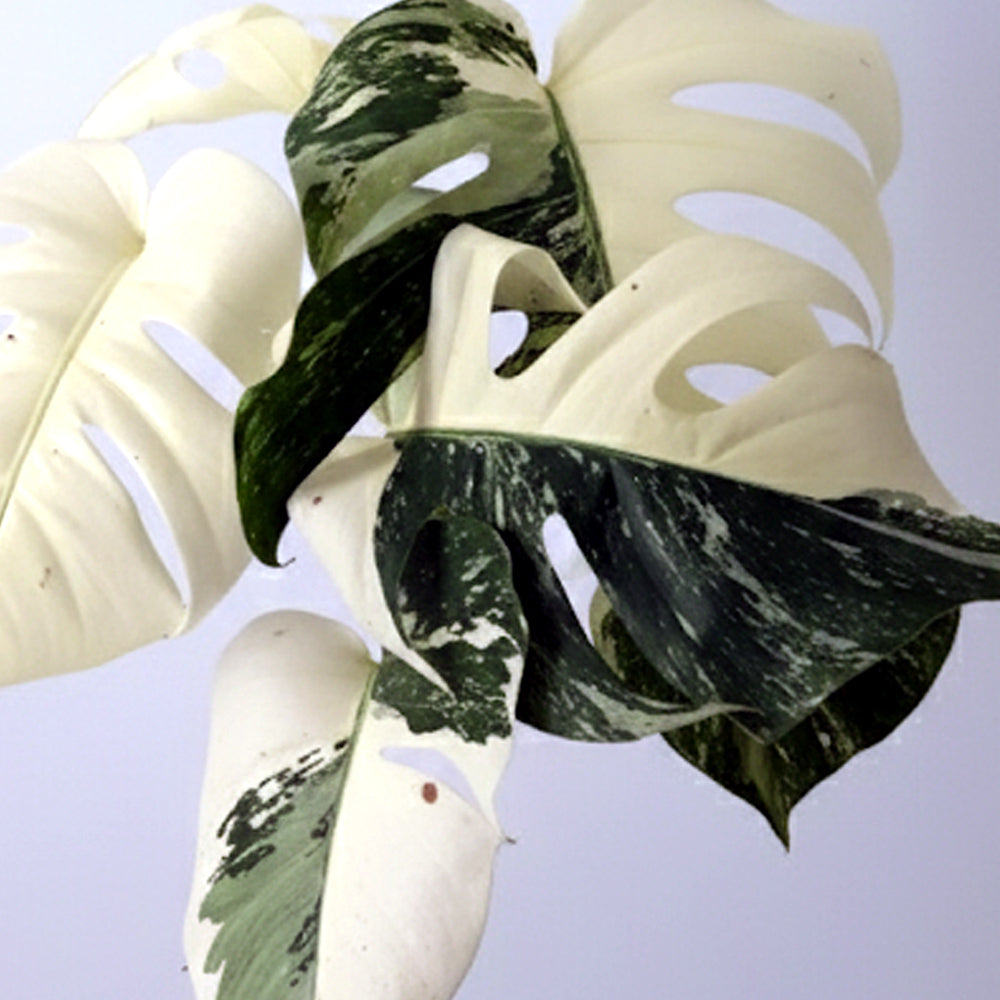 MONSTERA DELICIOSA SUPER IN VASO DA 15CM EDIZIONE LIMITATA SOLO 9 ESEMPLARI