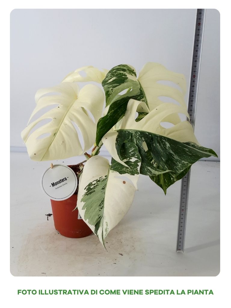 MONSTERA DELICIOSA SUPER IN VASO DA 15CM EDIZIONE LIMITATA SOLO 9 ESEMPLARI