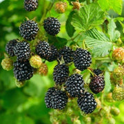 MORA RUBUS FRUTICOSUS EVERGREEN (1 PIANTA)
